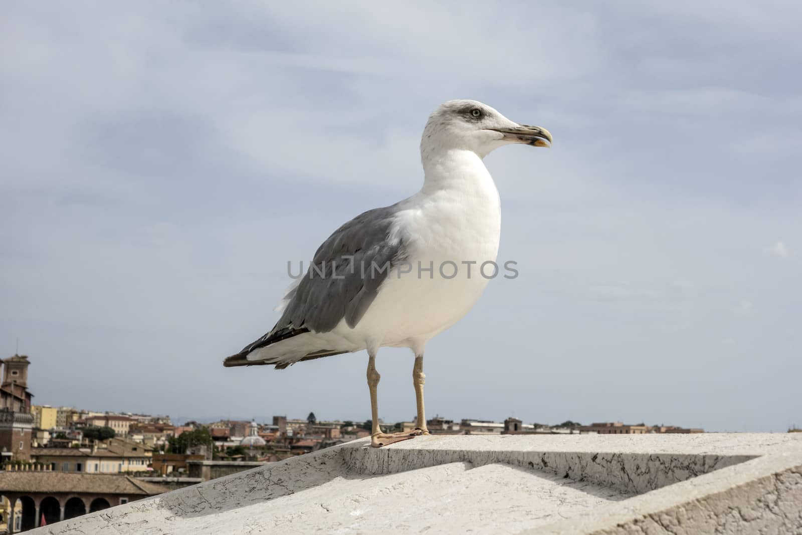 yellow legged-gull standing on the top of house
