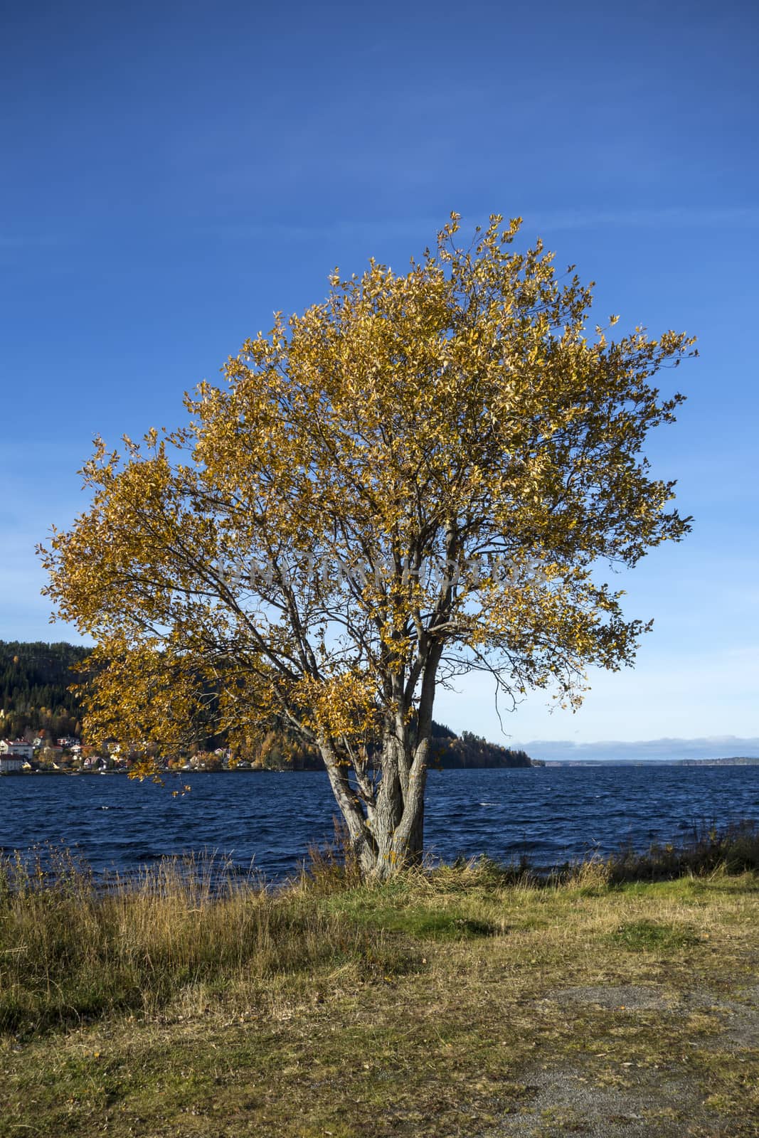 Autumn tree by the lake