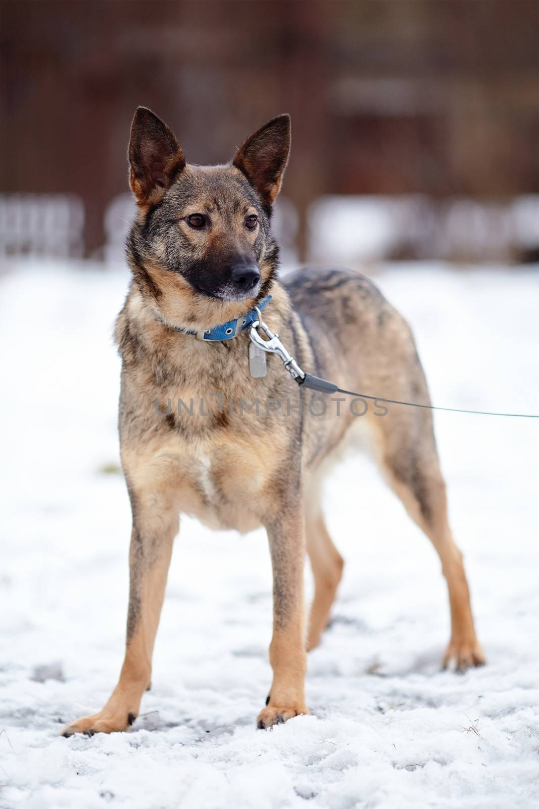 Doggie on walk. by Azaliya