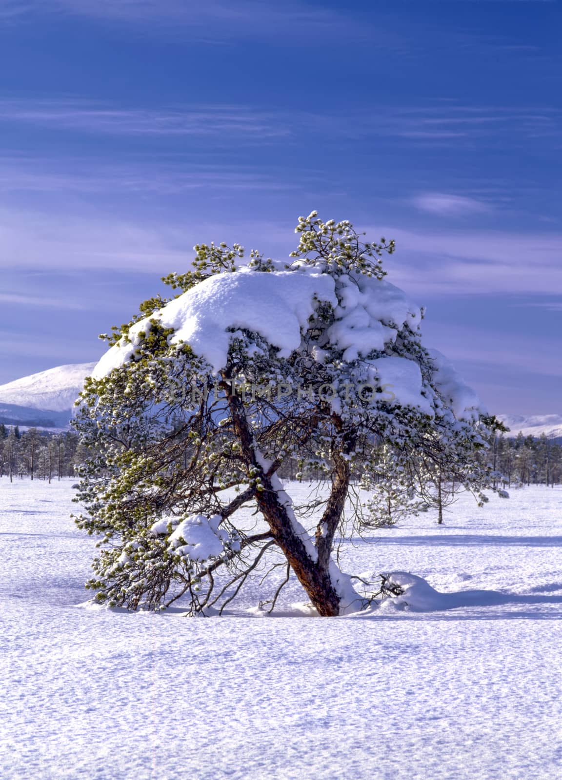 Winter tree and blue sky