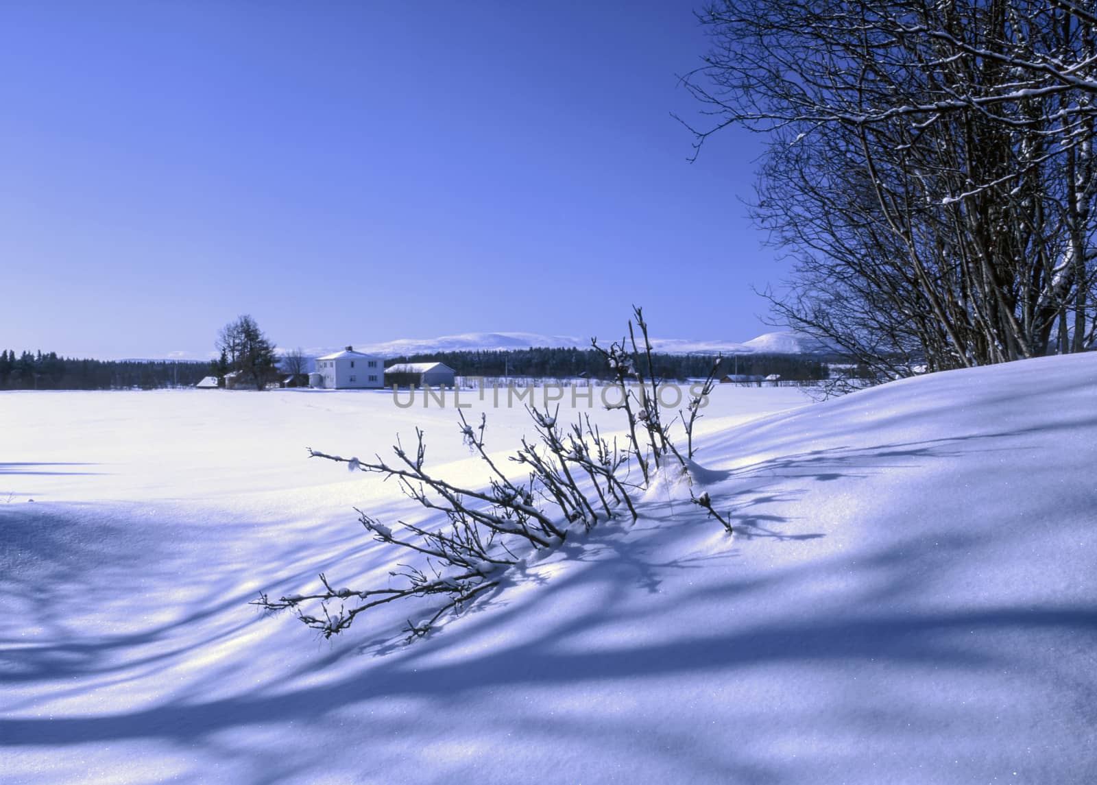 Beautiful landscape of winter forest