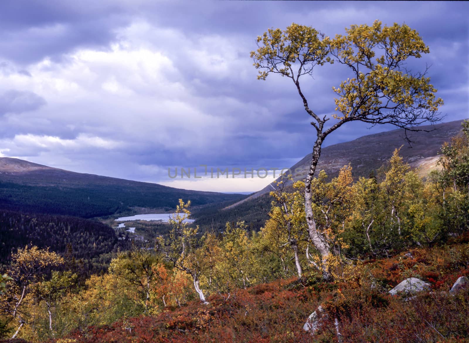 Autumn tree in the mountains