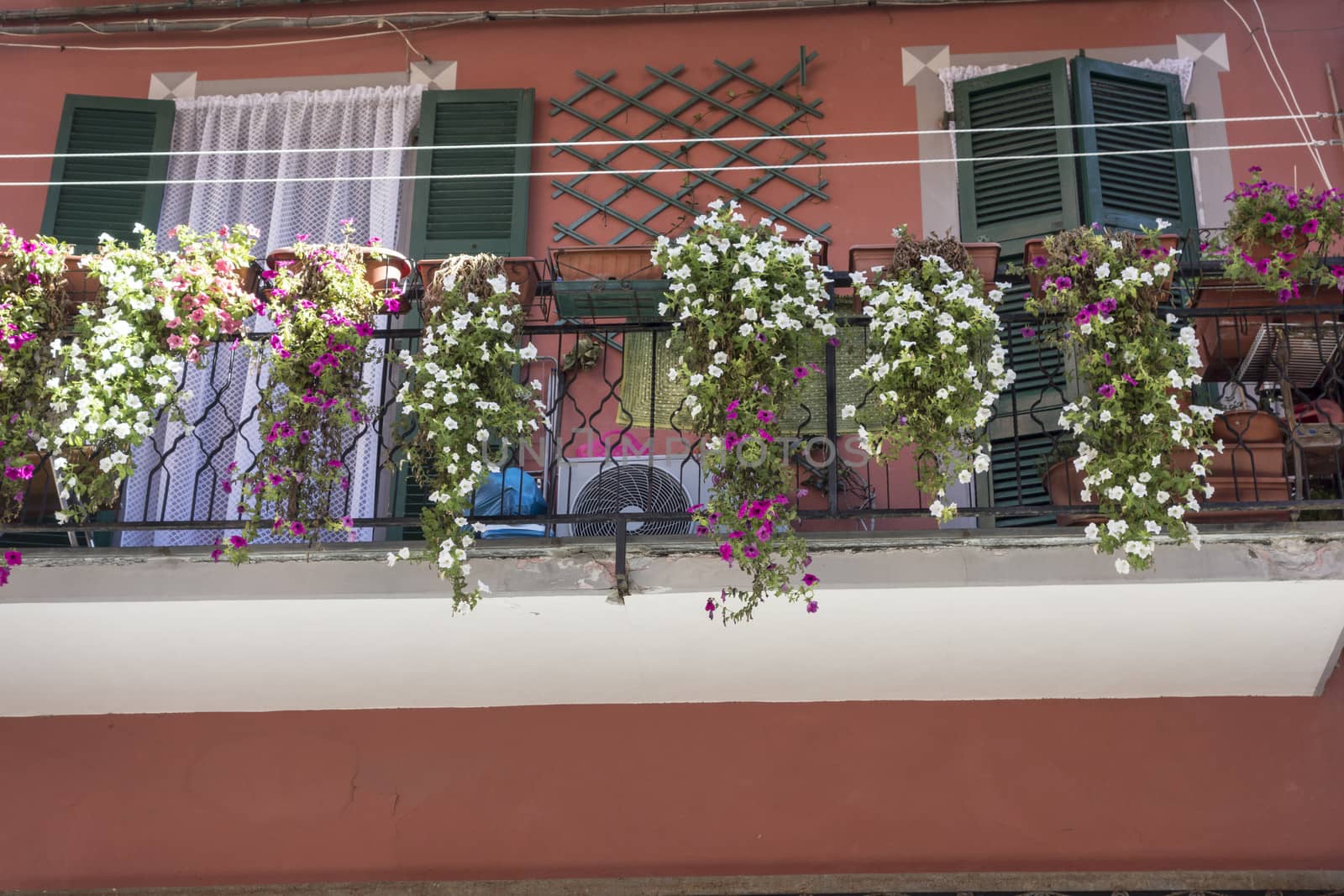 Beautiful flowers in the park of Cinque Terre - Italy. 