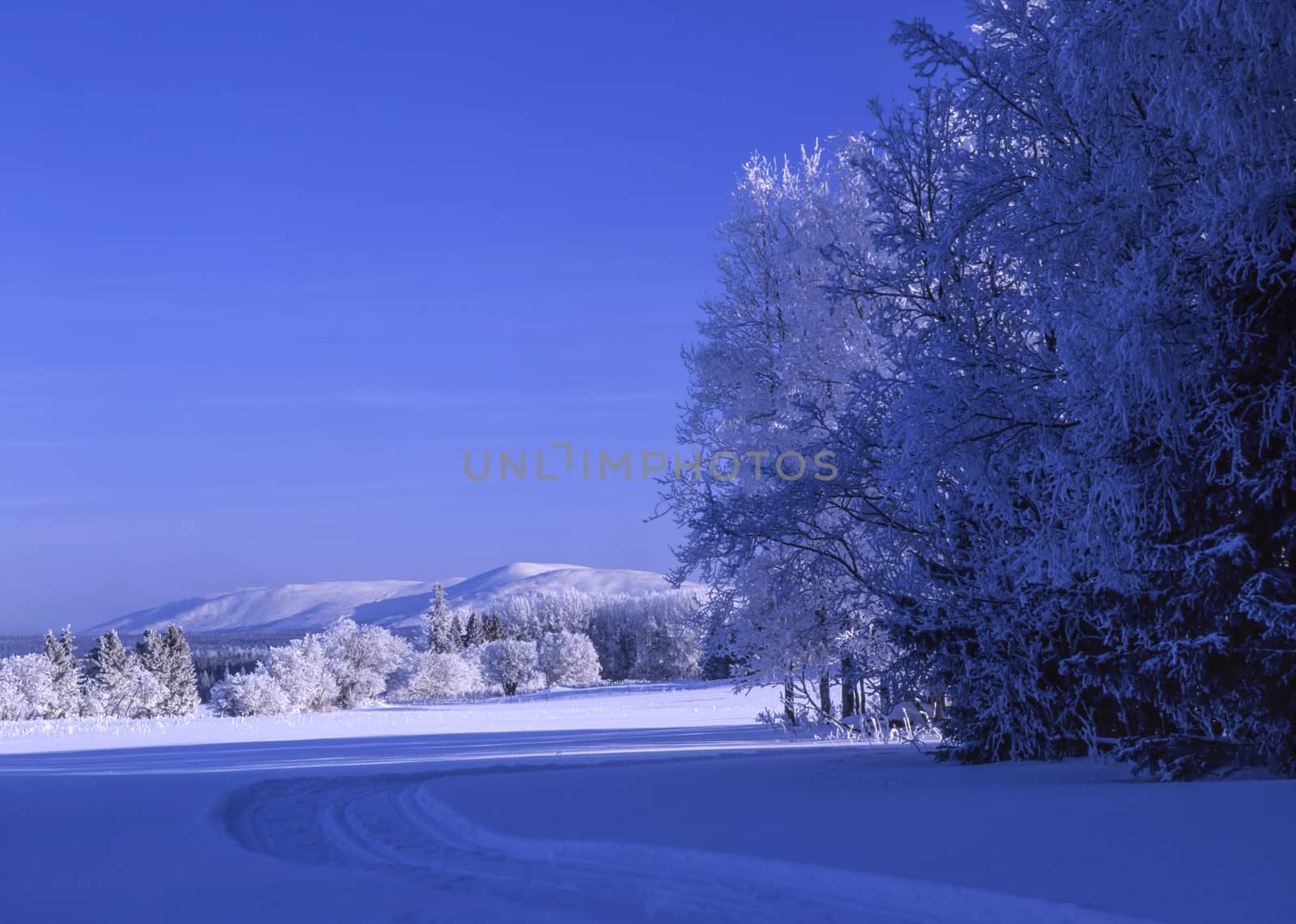 Beautiful landscape of winter forest 