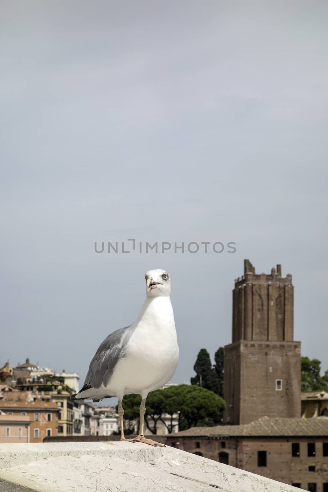 yellow legged-gull standing on the top of house 