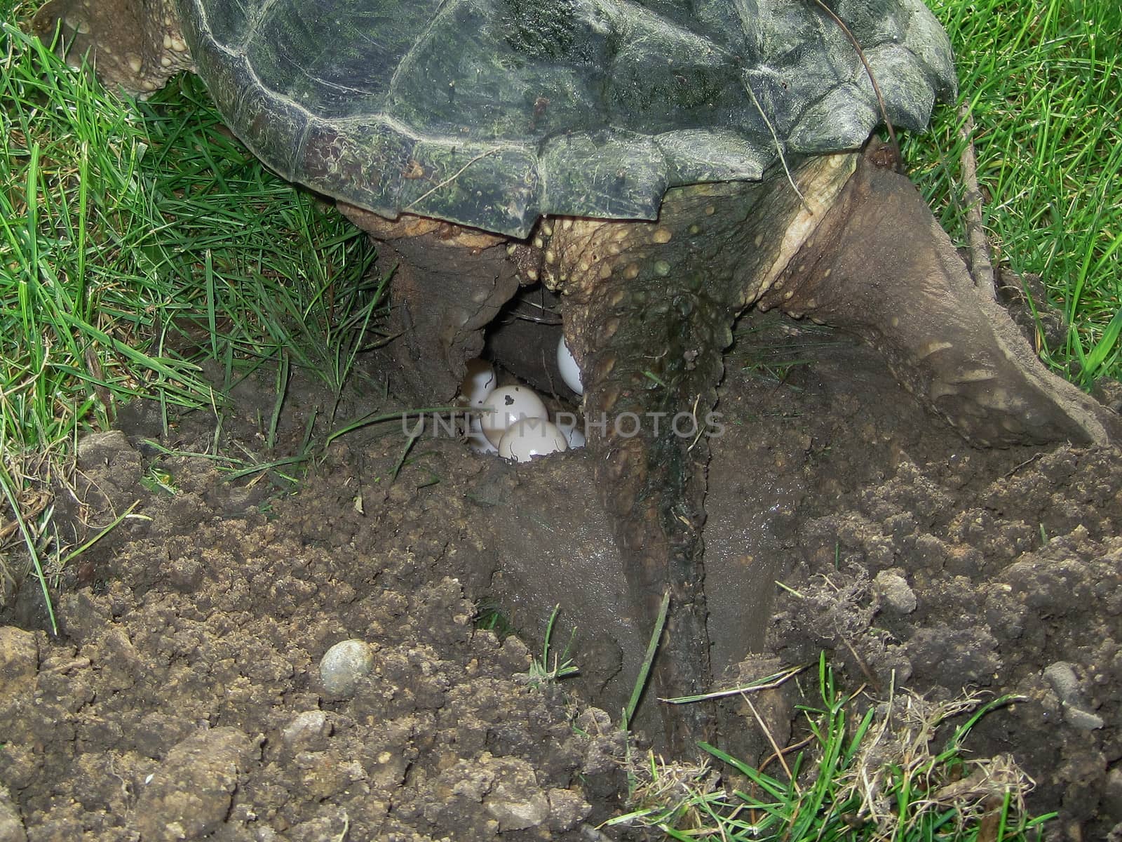 snapping turtle, chelydra s. serpentina, laying eggs by Coffee999