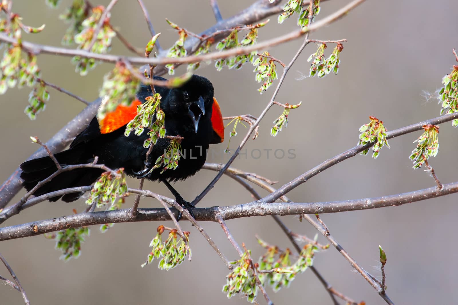 Male Red-winged Blackbird mad in a tree