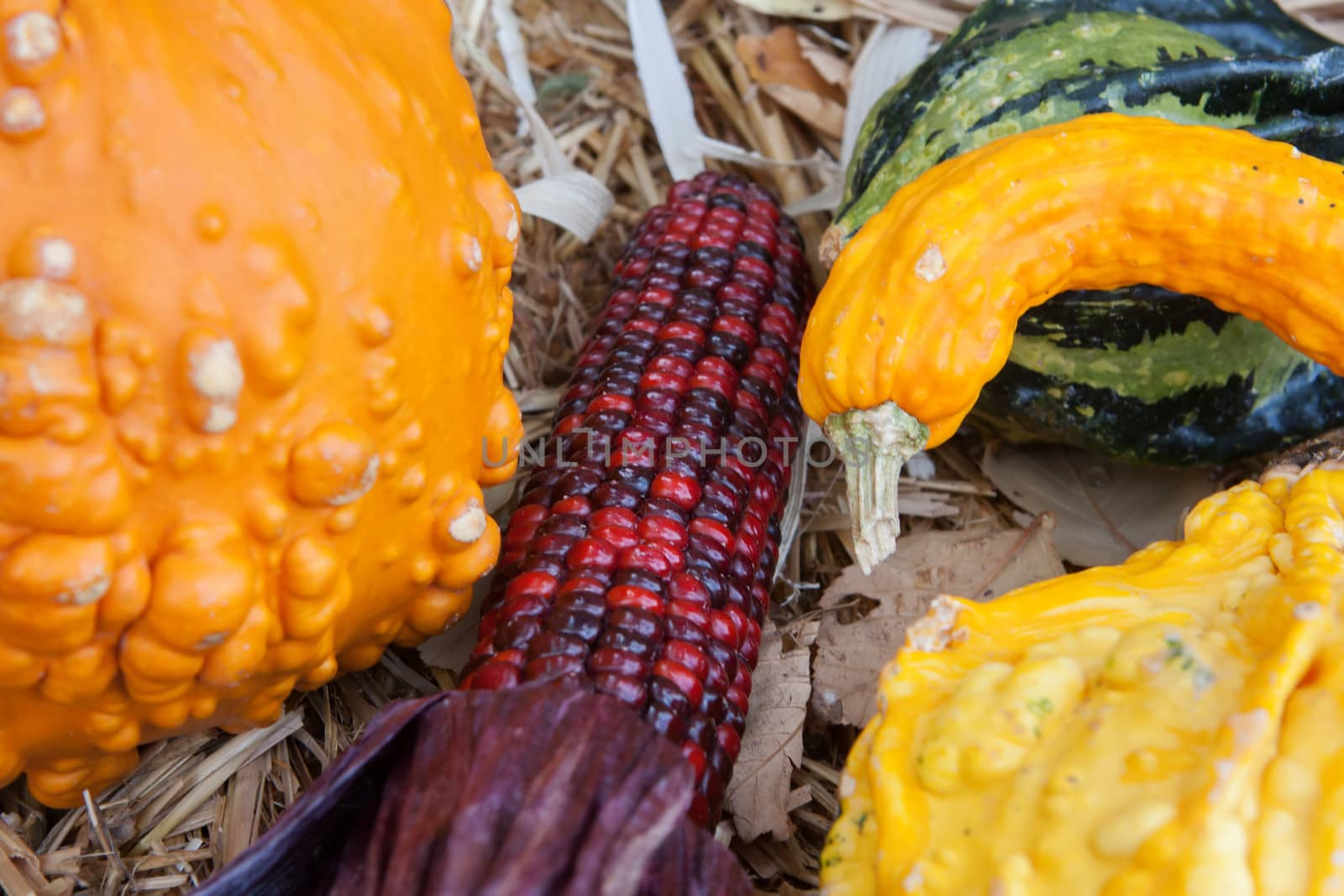 Gourds and Indian Corn during the fall season.