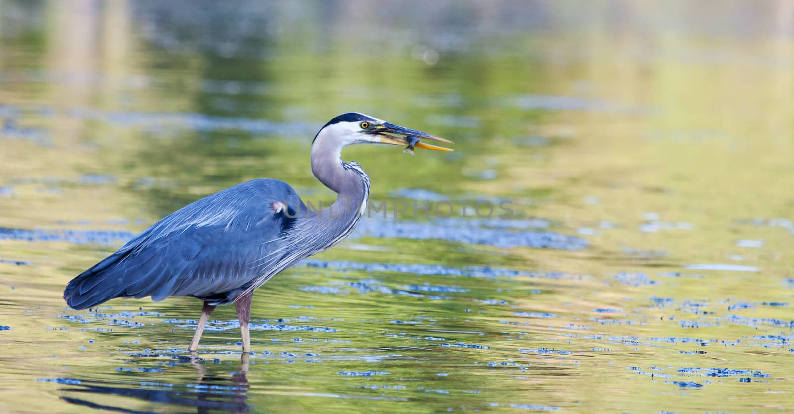 Great Blue Heron catches small bluegill by Coffee999