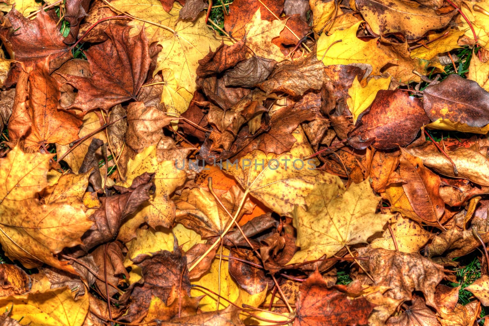 Colorful Autumn Leaves Background in HDR High Dynamic Range by Coffee999