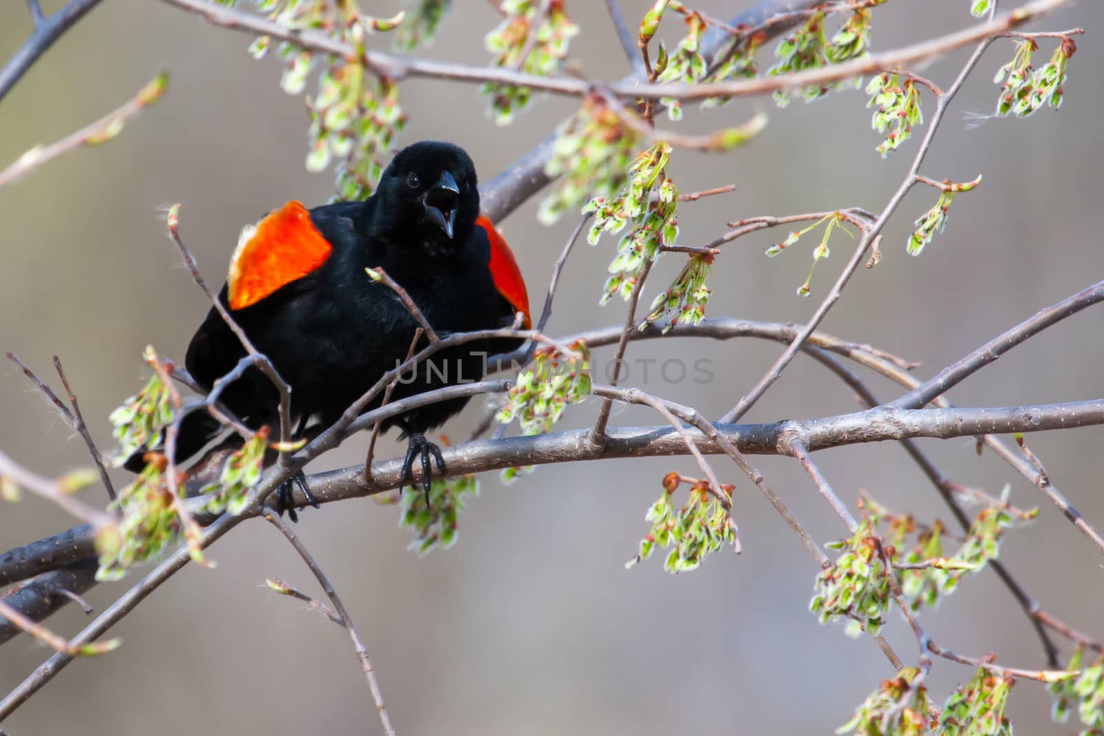 Male Red-winged Blackbird mad in a tree in soft focus
