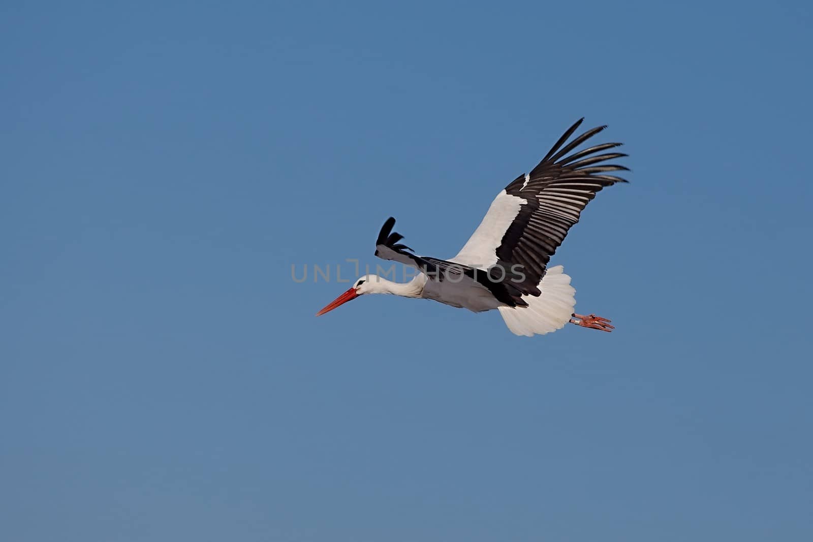 Stork flying against blue sky