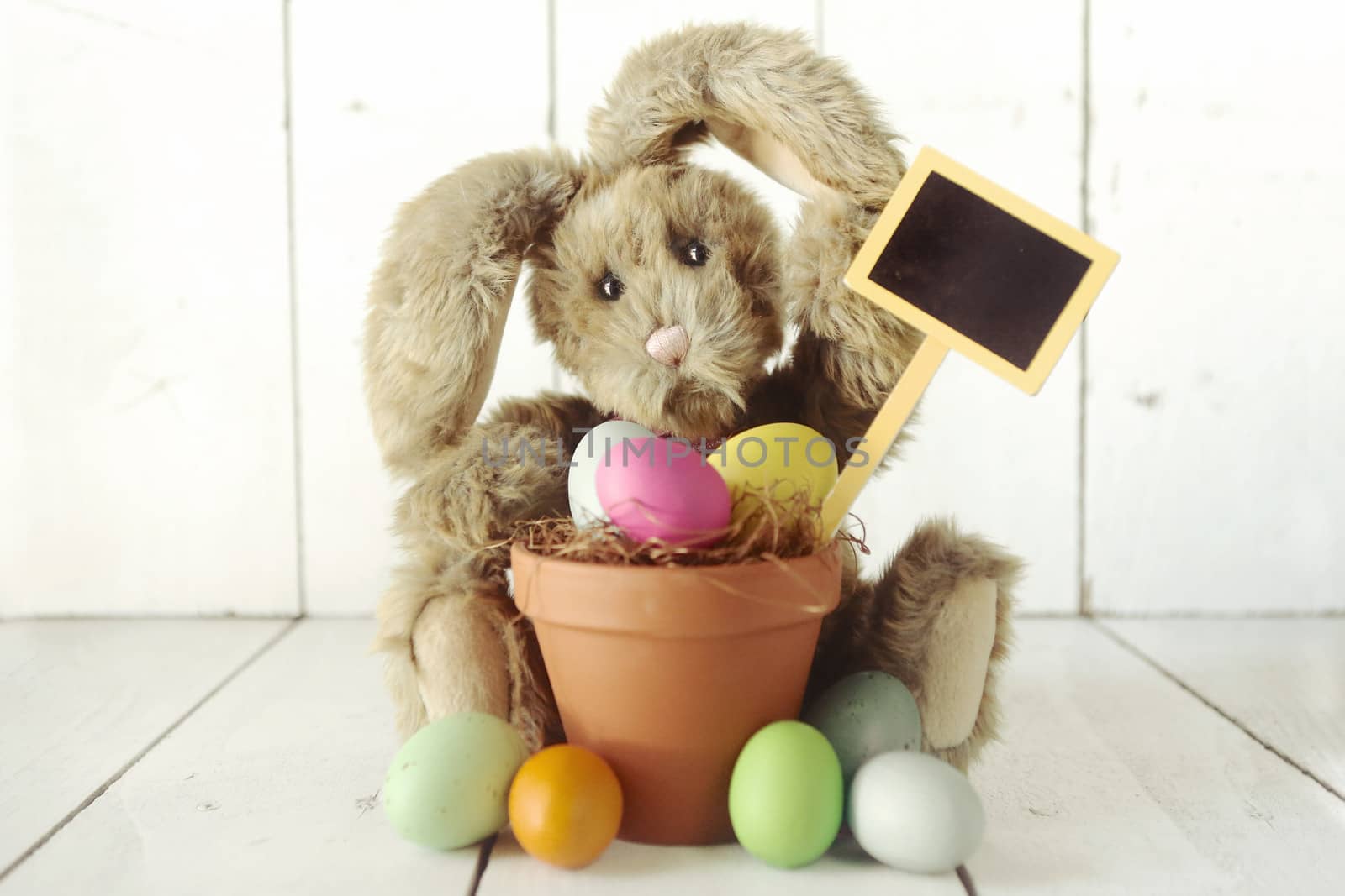 Adorable Easter Bunny Themed Holiday Occasion Image