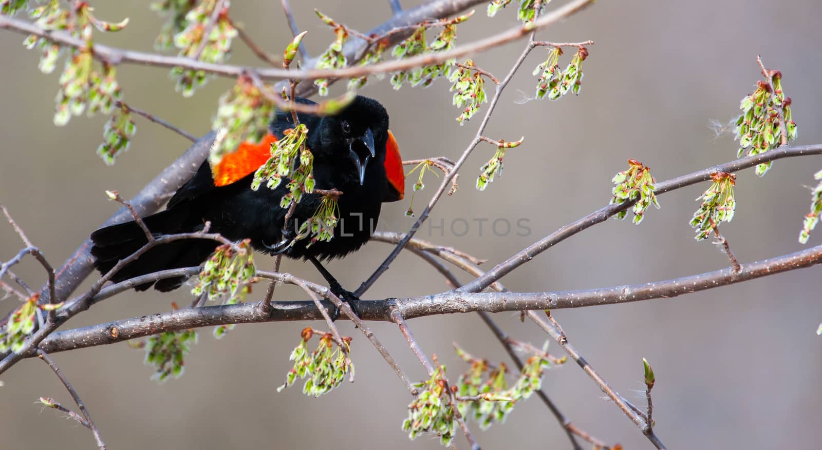 Male Red-winged Blackbird in a tree by Coffee999