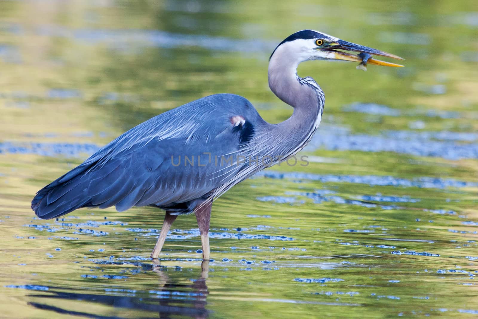 Great Blue Heron catches small bluegill by Coffee999