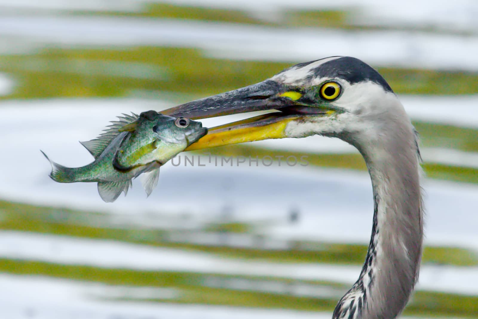 Great Blue Heron catches a Bluegill in soft focus by Coffee999