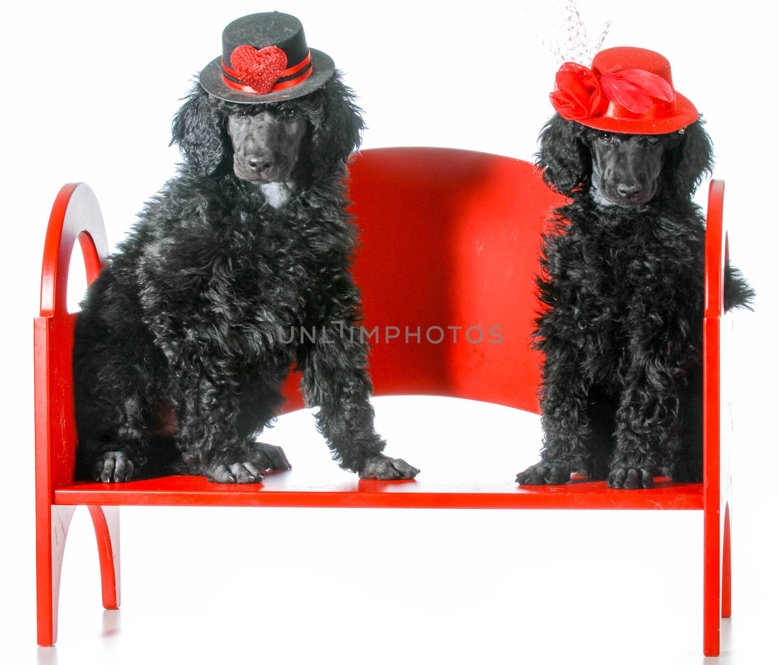 dog couple - two standard poodle puppies sitting on a red bench