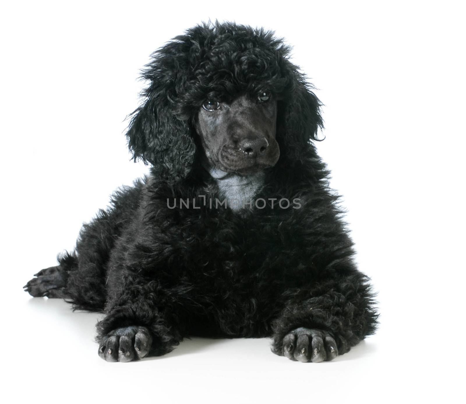 standard poodle puppy laying down isolated on white background