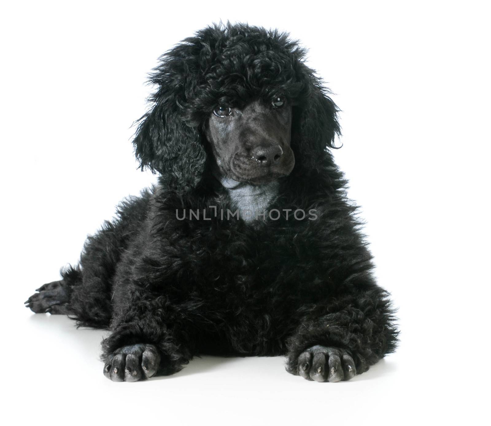 standard poodle puppy by willeecole123