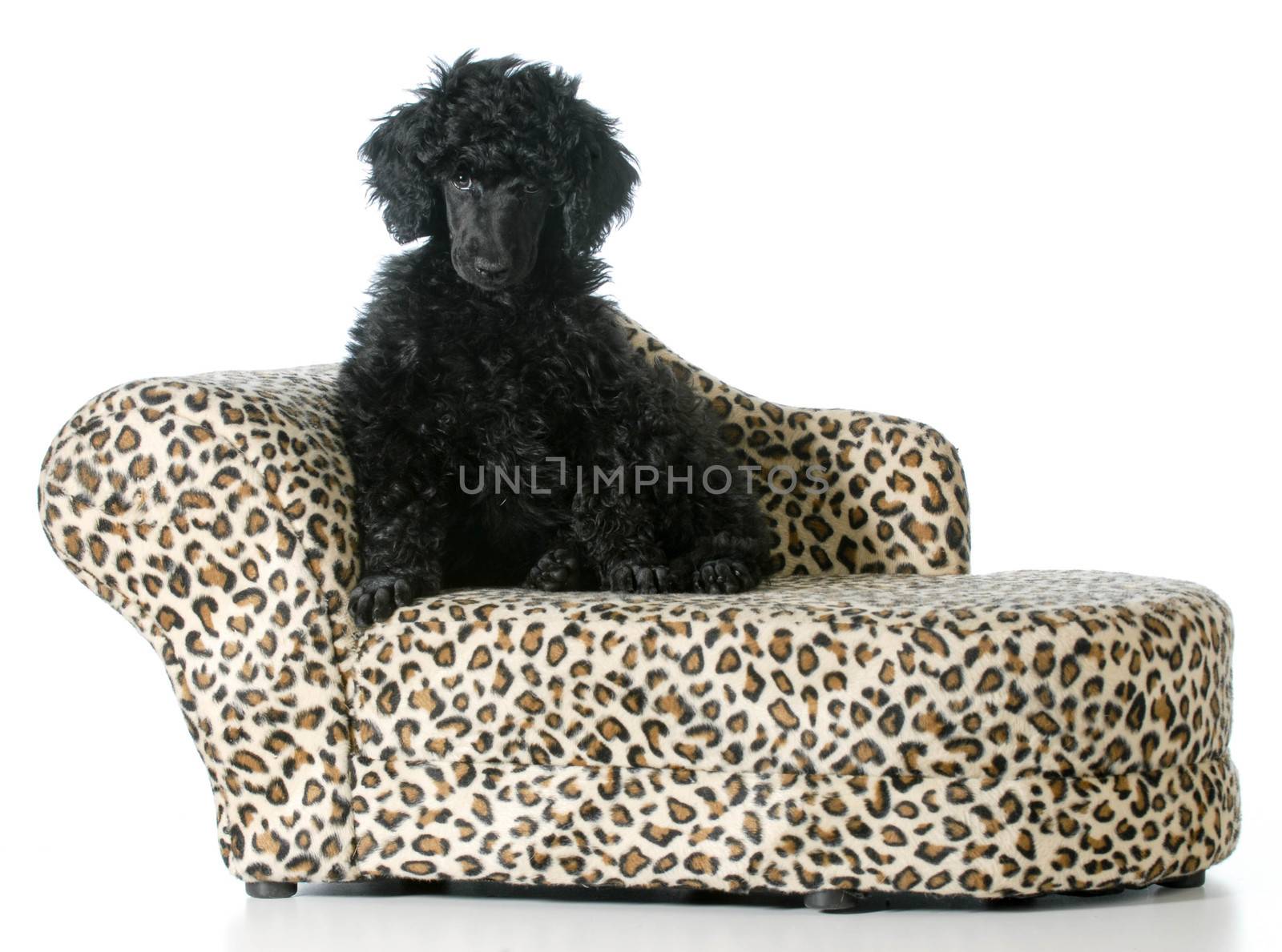 standard poodle puppy sitting on a dog couch isolated on white background
