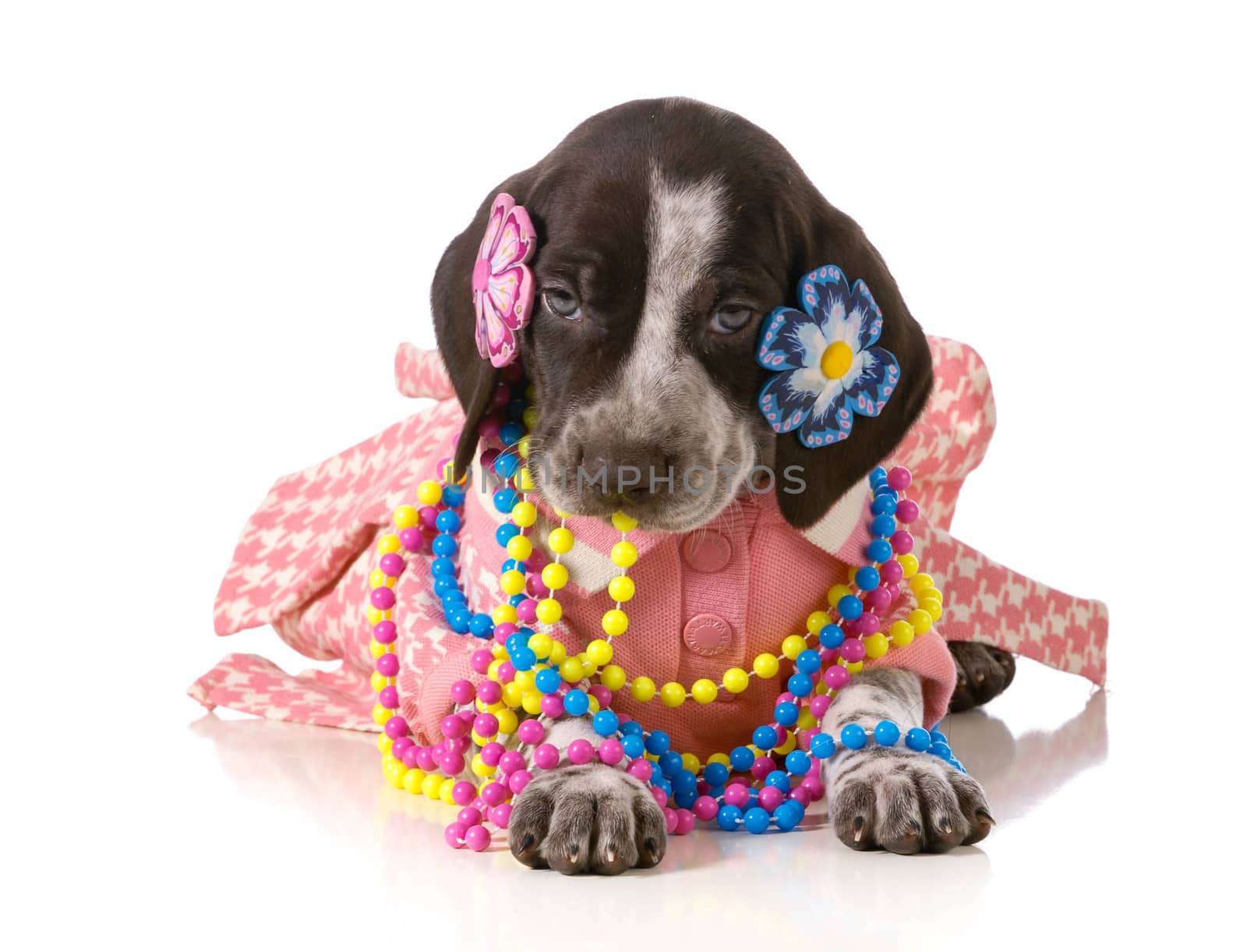 female puppy - german shorthaired pointer puppy dressed up like a girl isolated on white background