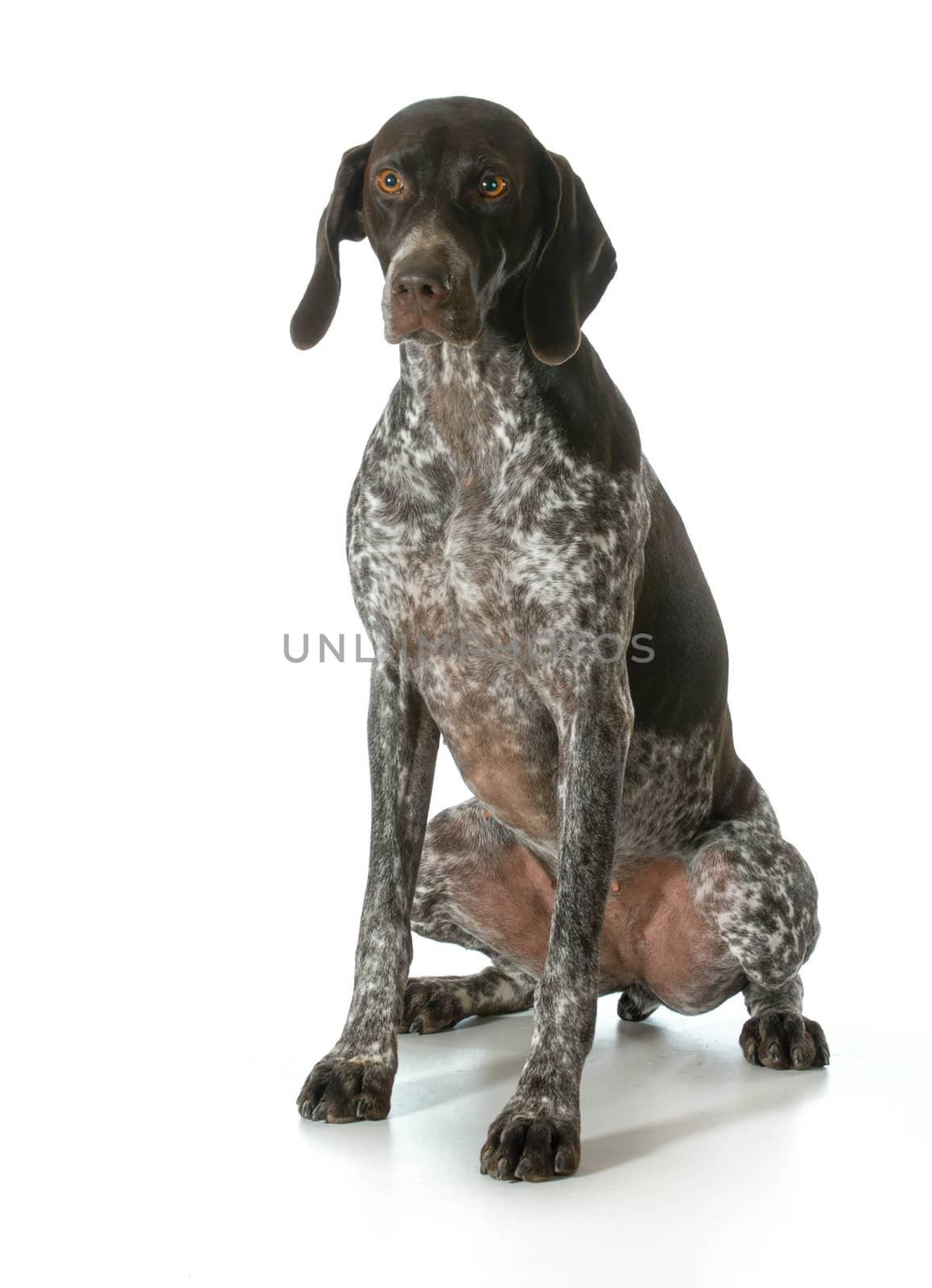 german shorthaired pointer looking at viewer isolated on white background- female