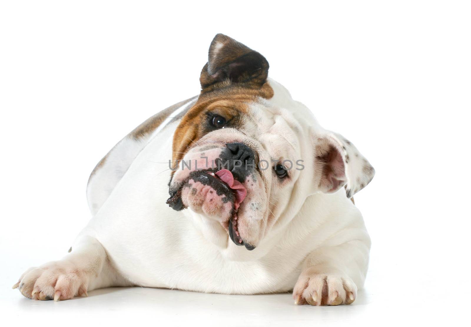 cute dog - english bulldog with silly expression looking at viewer isolated on white background