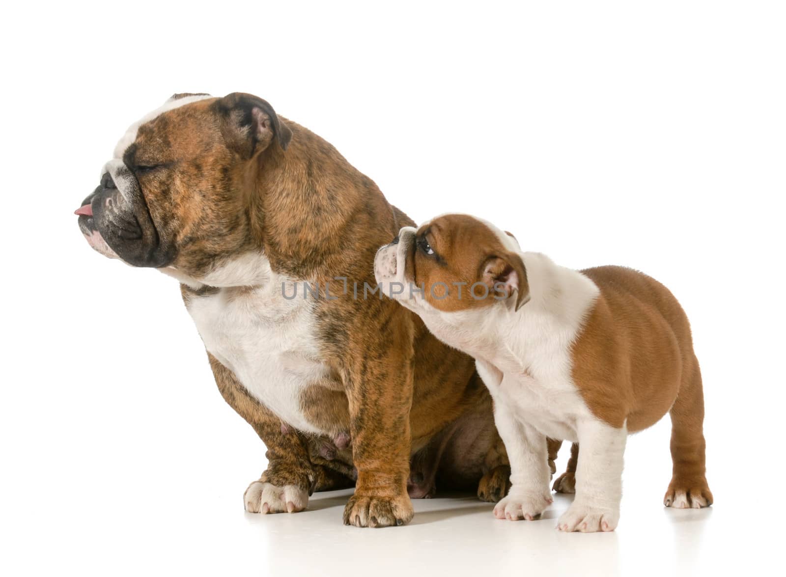 mother and her puppy - english bulldogs