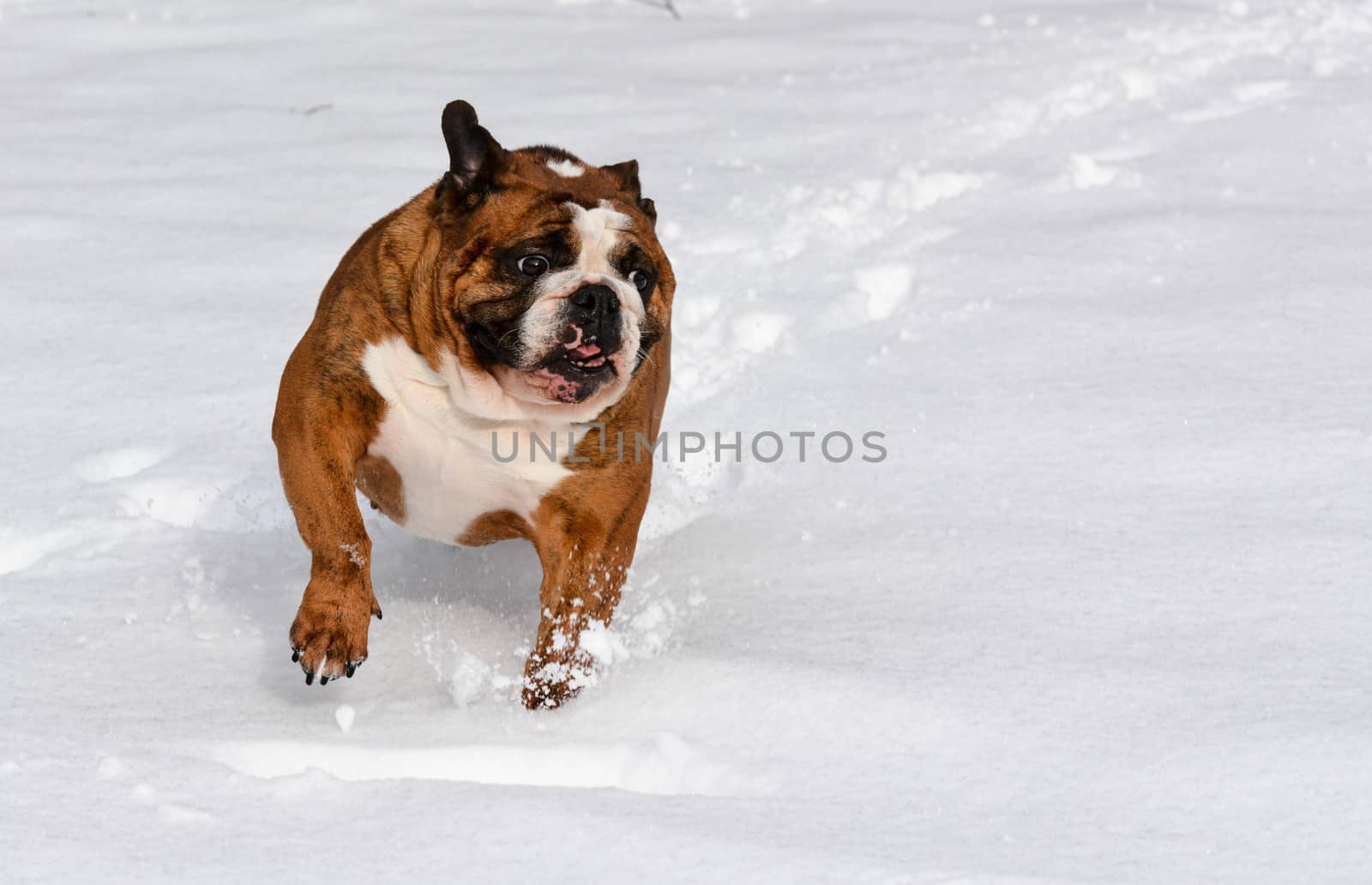dog in the snow by willeecole123