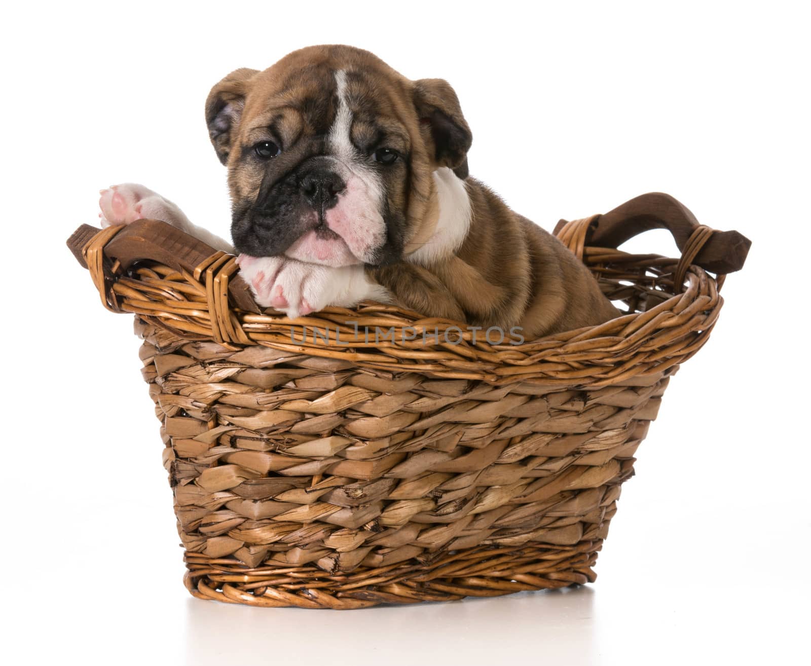 young english bulldog puppy sitting in a basket isolated on white background