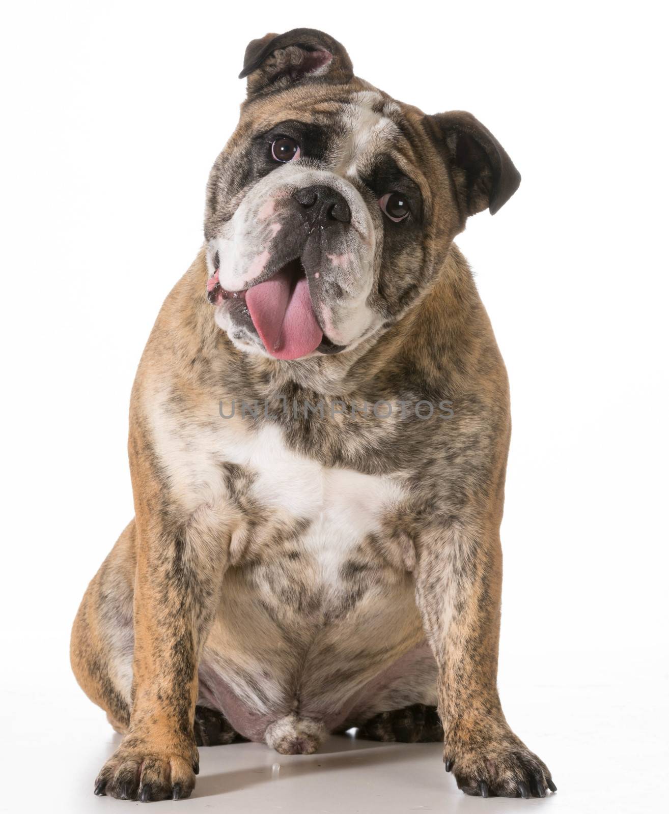 english bulldog by willeecole123