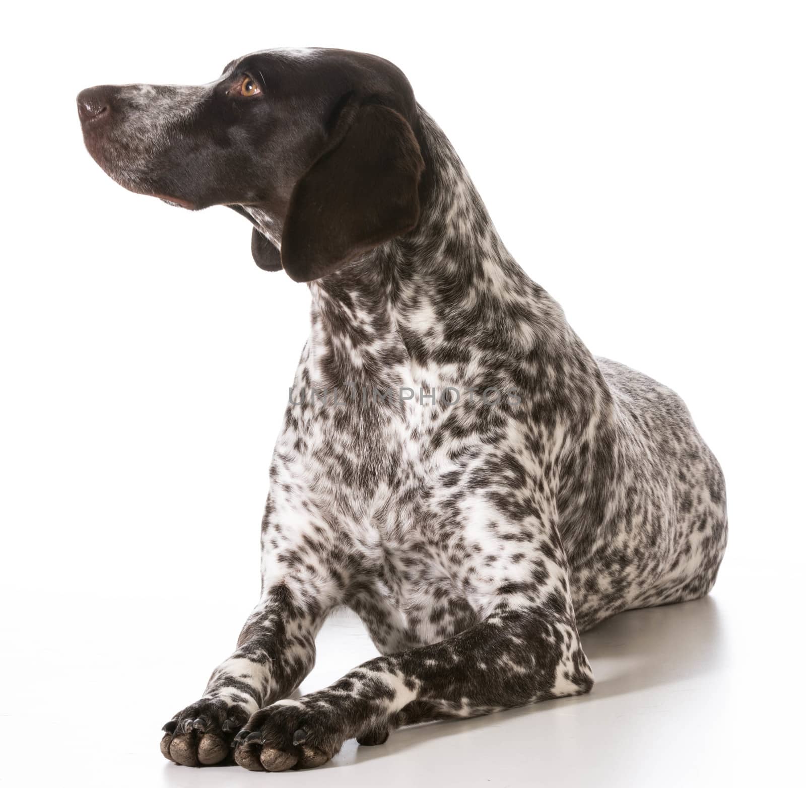 german shorthaired pointer female laying down isolated on white background