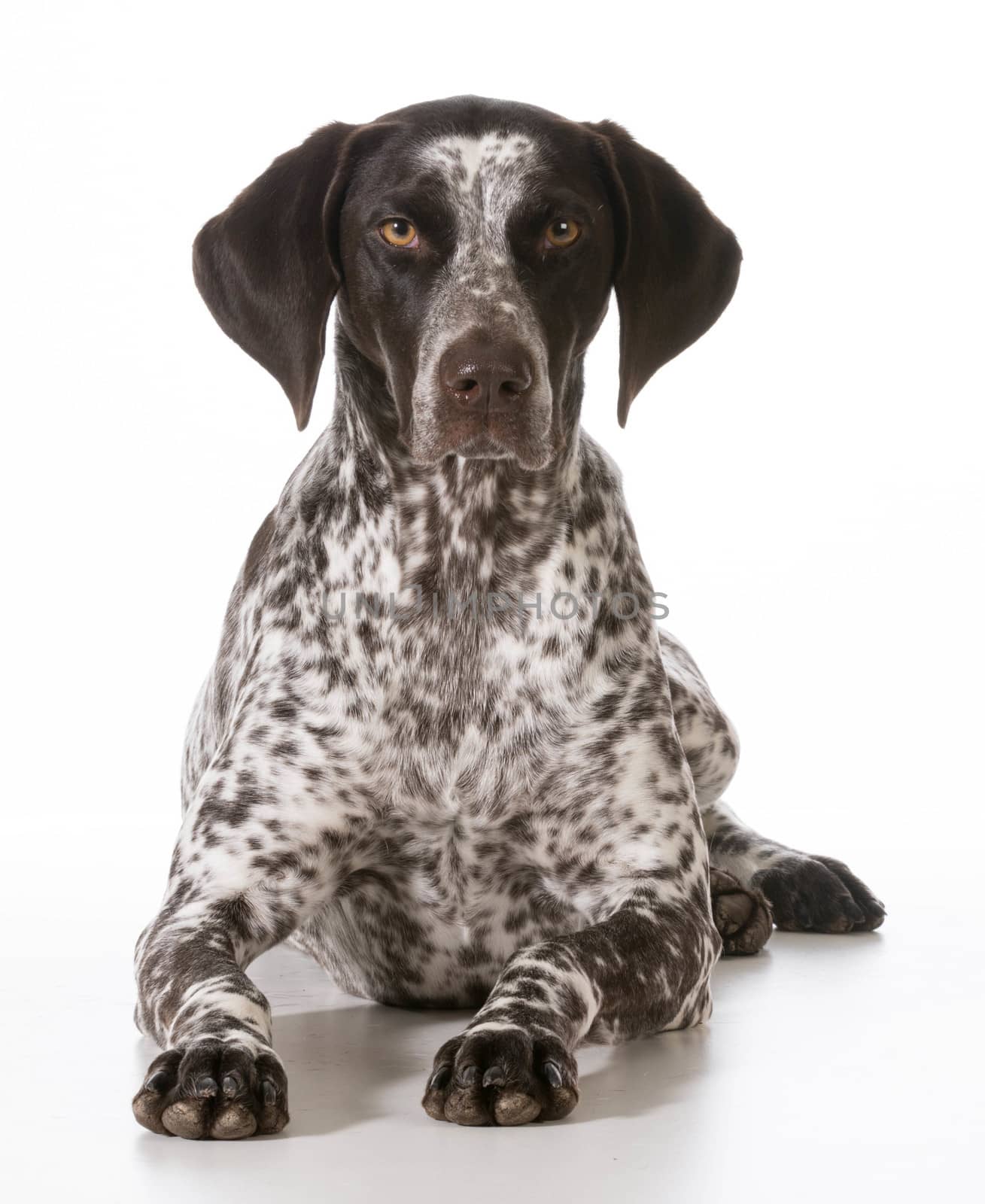 german shorthaired pointer female laying down looking at viewer isolated on white background