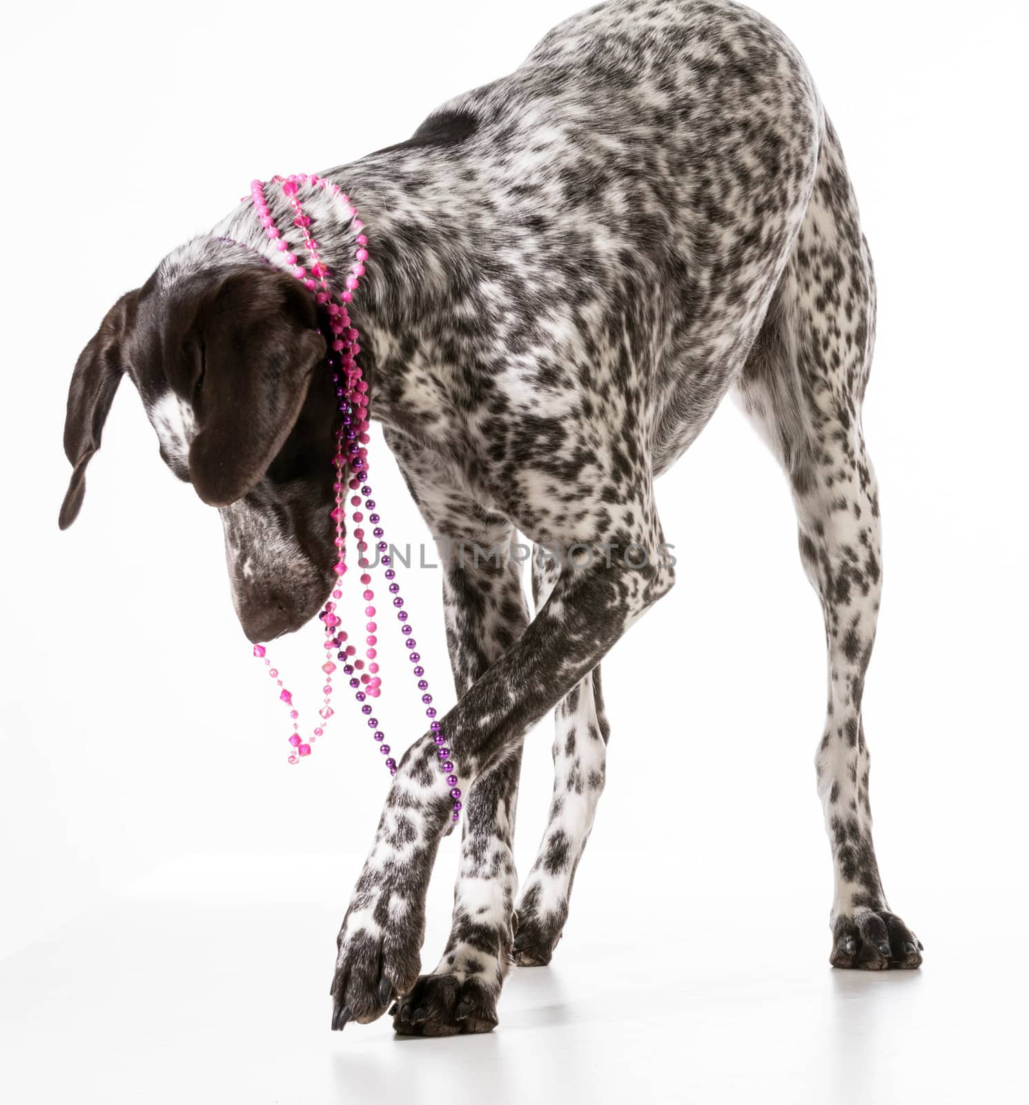 bad dog - naughty german shorthaired pointer tugging on beads isolated on white background