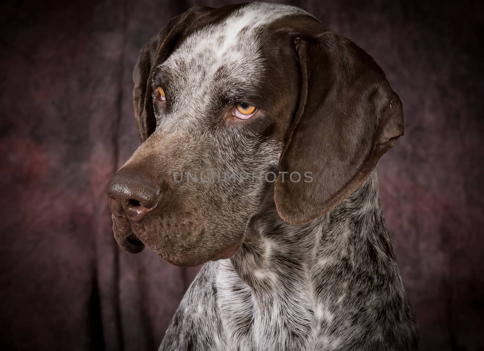 german shorthaired pointer on purple background