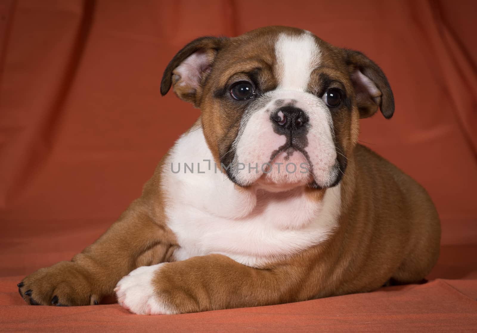 english bulldog puppy laying down close up - 10 weeks old