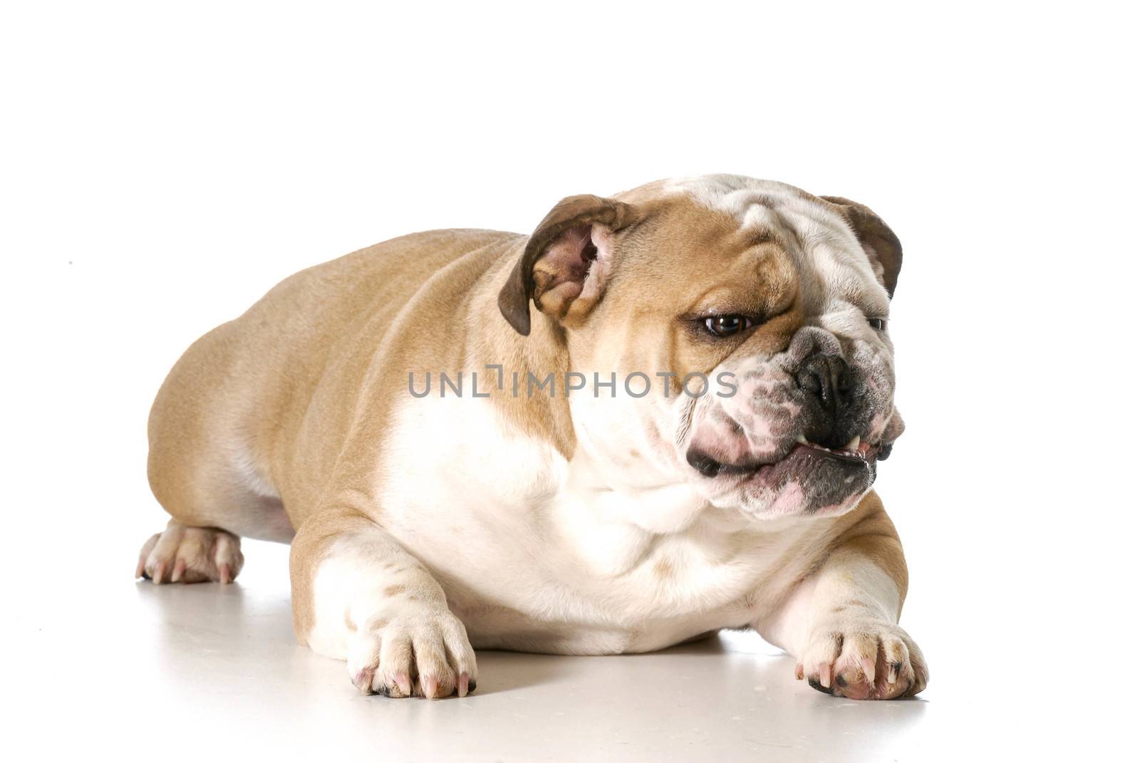 aggressive looking dog - english bulldog with teeth showing and growl isolated on white background