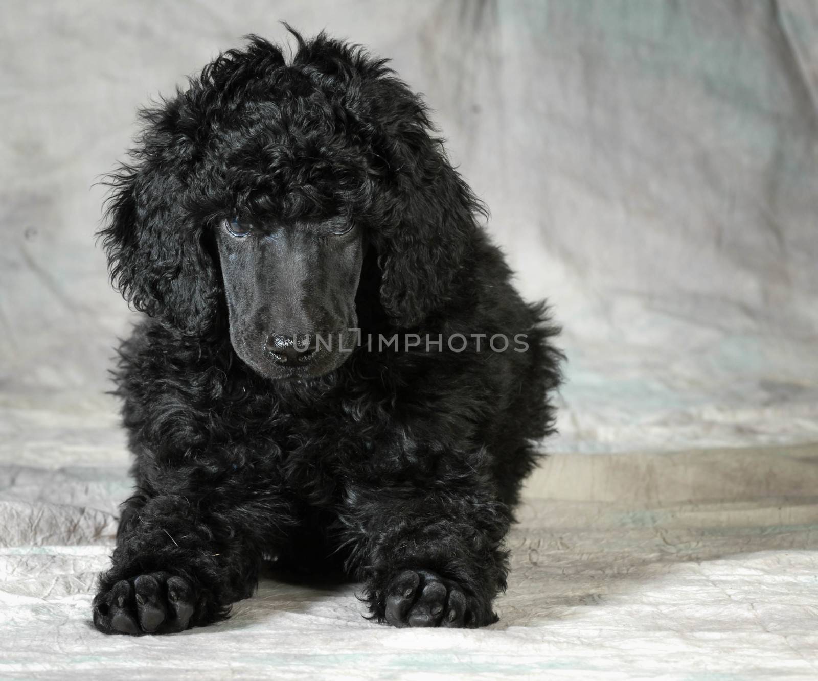 standard poodle puppy by willeecole123