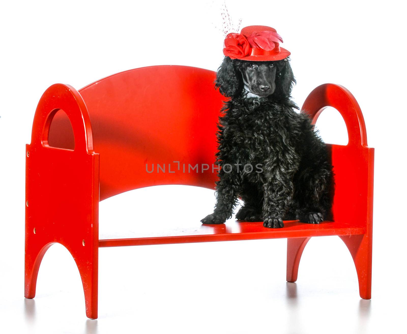female dog - standard poodle wearing a red had sitting on a red bench isolated on white background