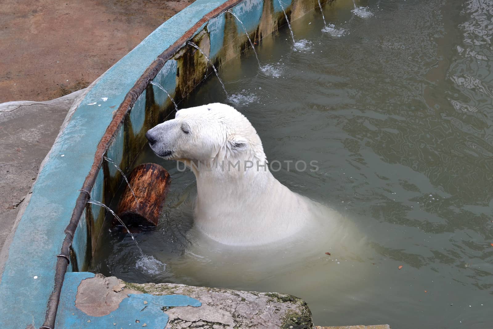 The polar bear swims in the zoo pool