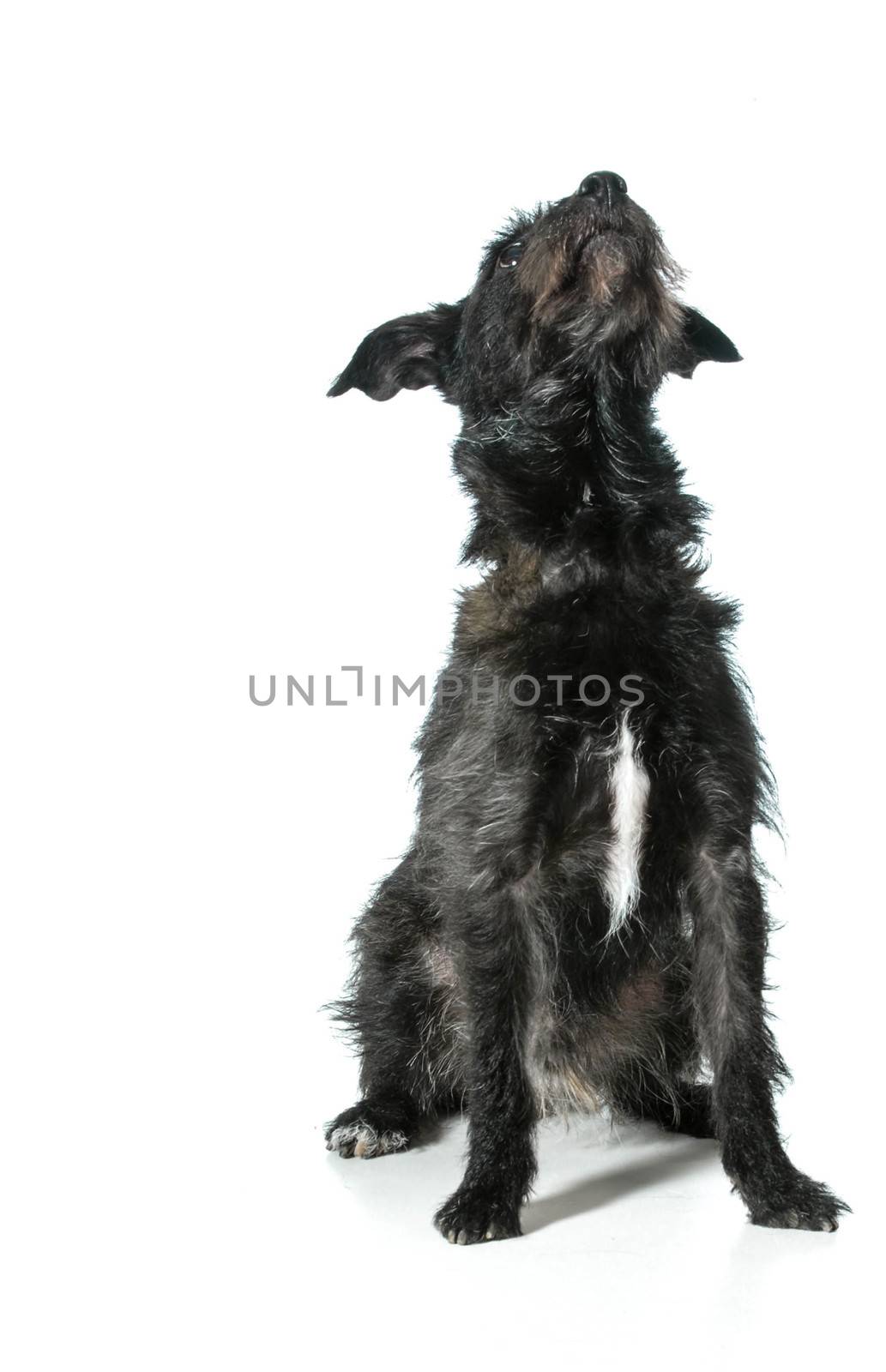 mixed breed dog looking up isolated on white background