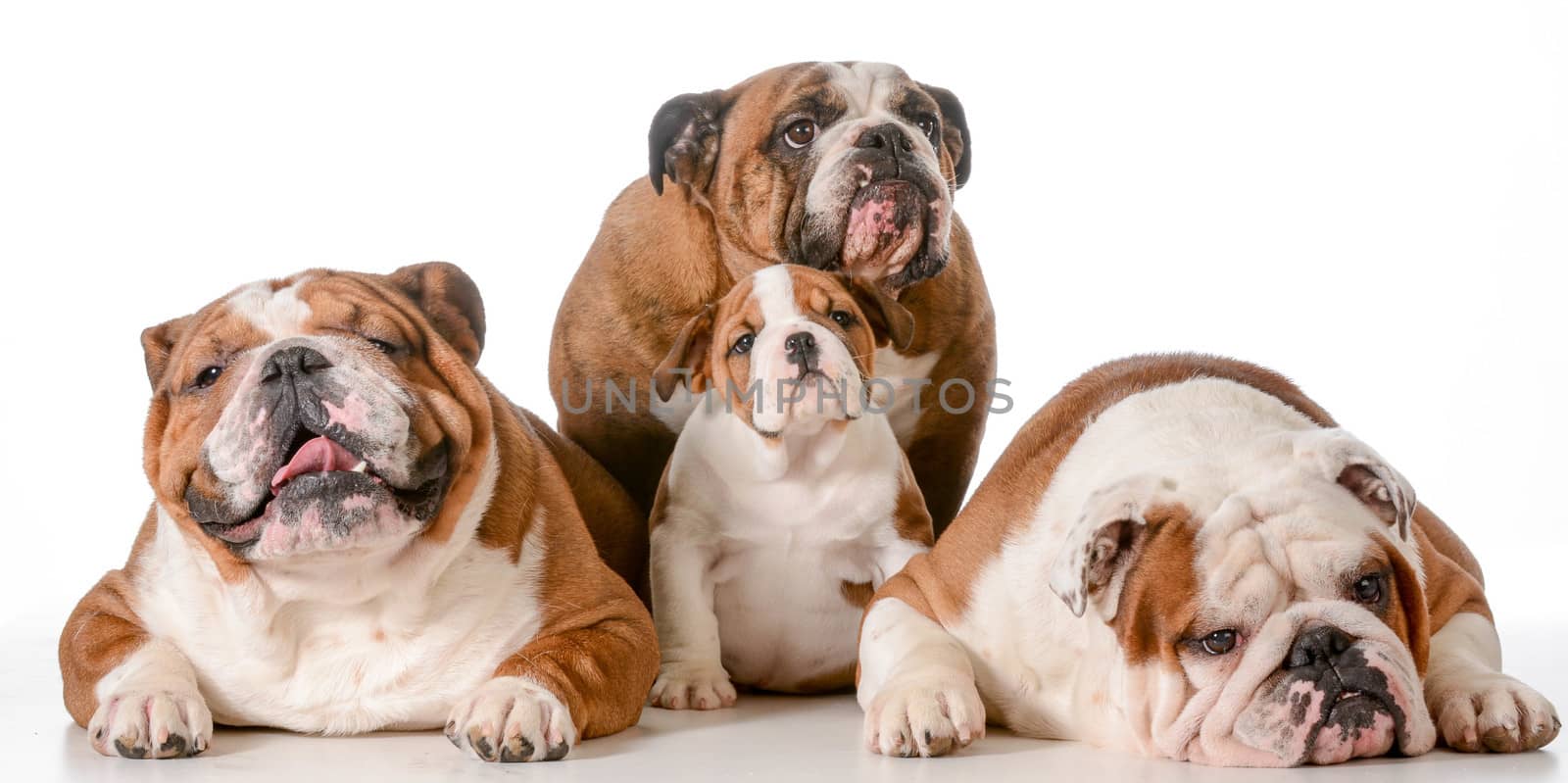 dog family - english bulldog great grandmother in back with father, son and grandfather in front