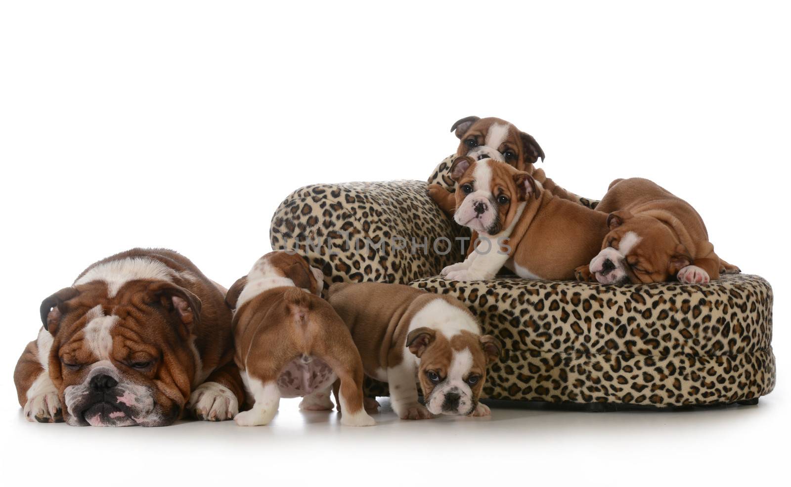 bulldog litter - five english bulldog puppies with their father sleeping beside them isolated on white background