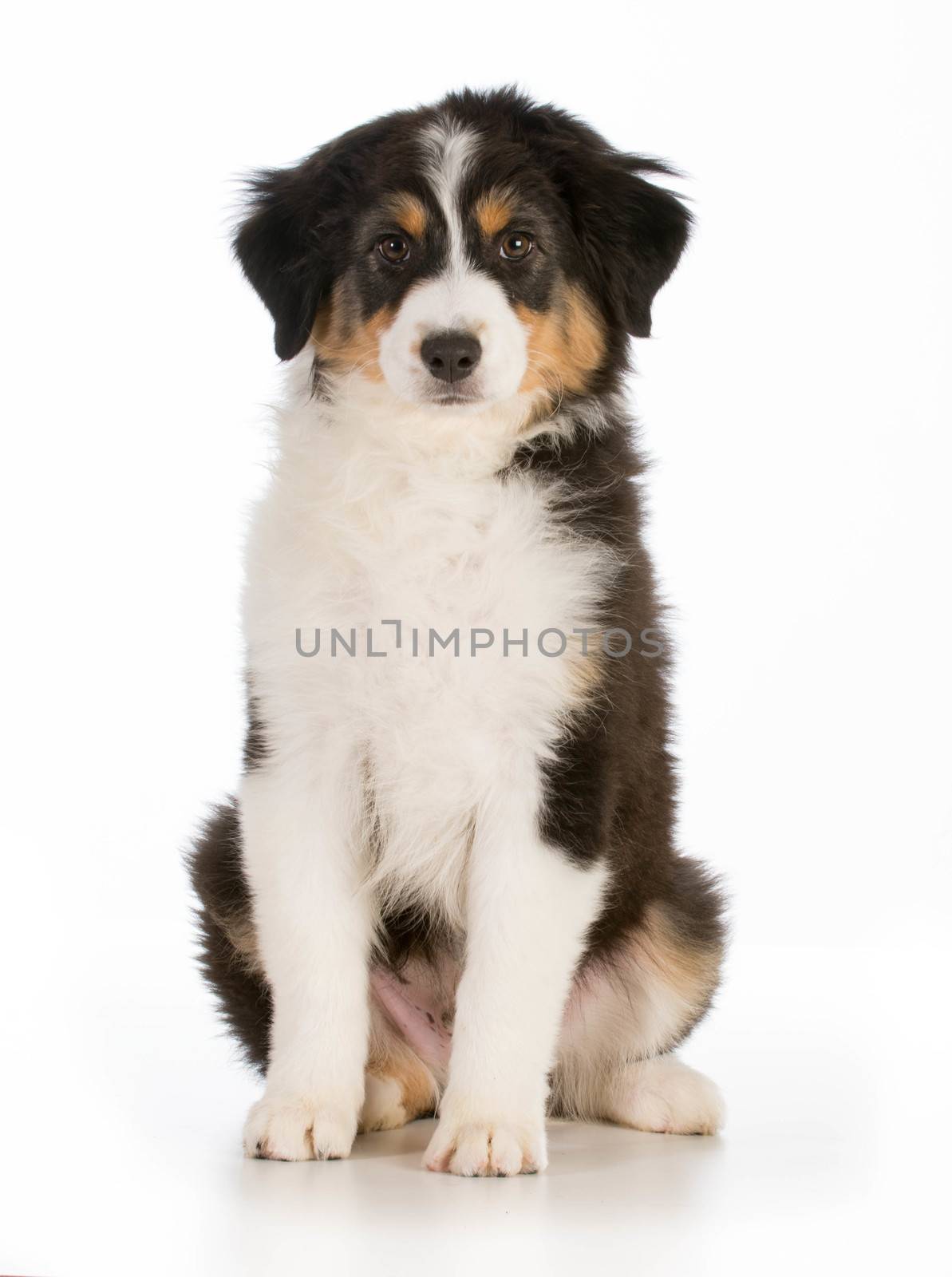 australian shepard puppy sitting isolated on white background