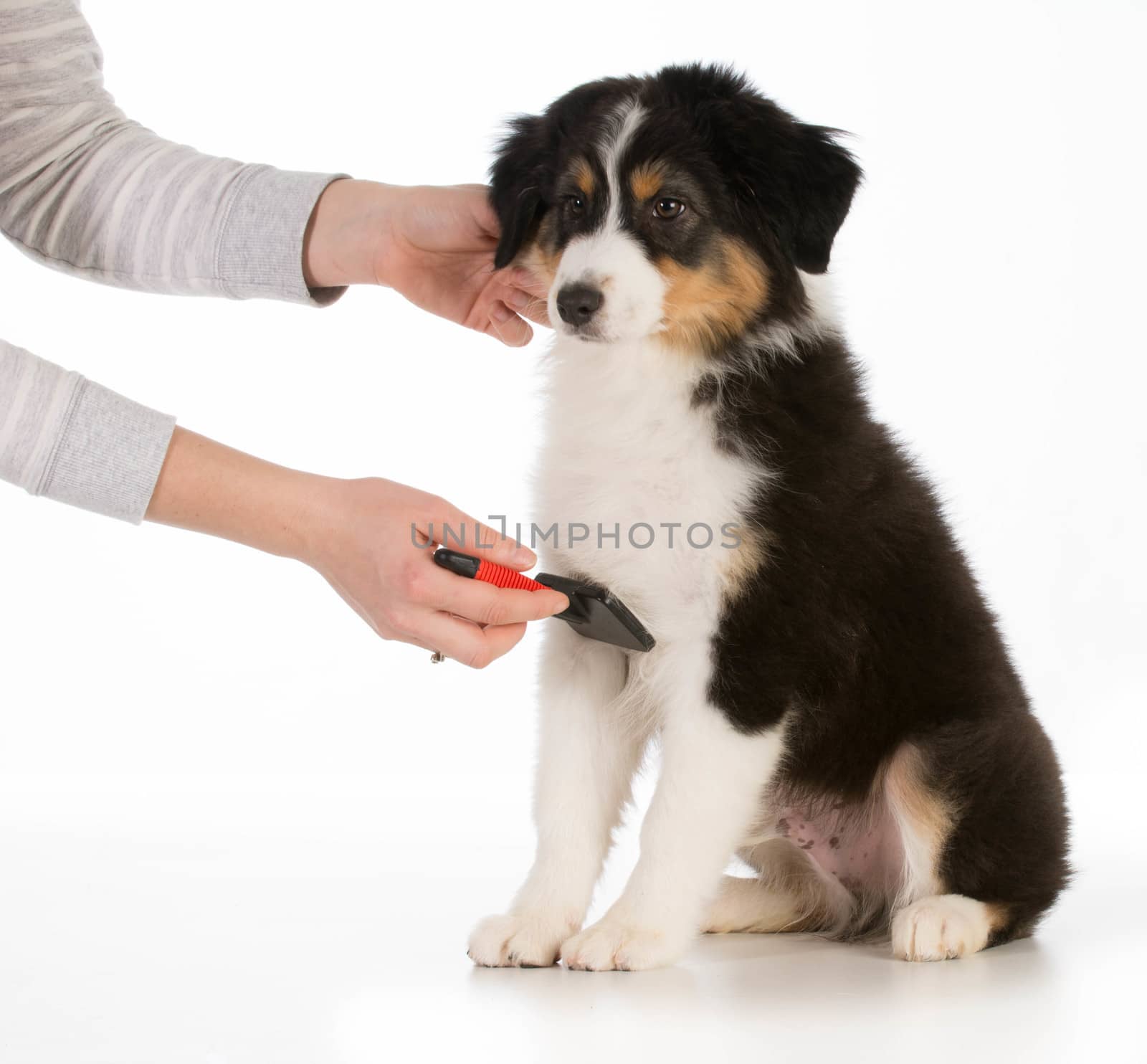 dog grooming - australian shepherd sitting being brushed isolated on white background