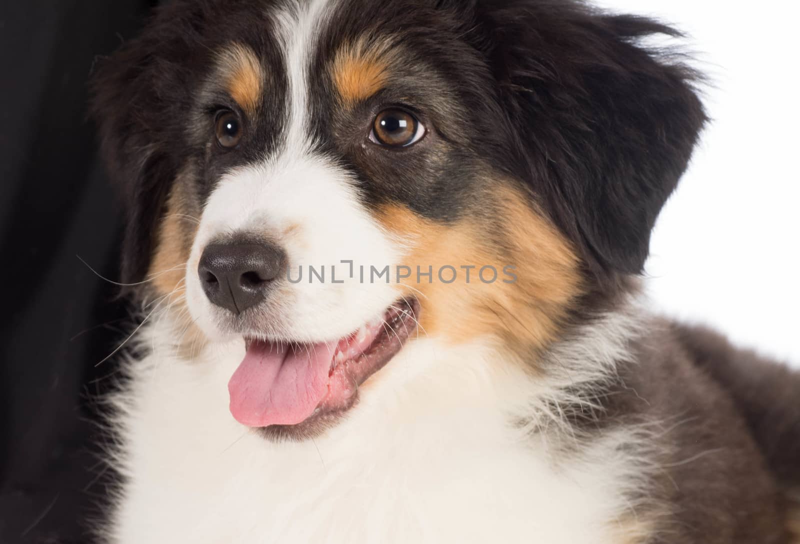 Australian Shepherd puppy portrait - 12 weeks old