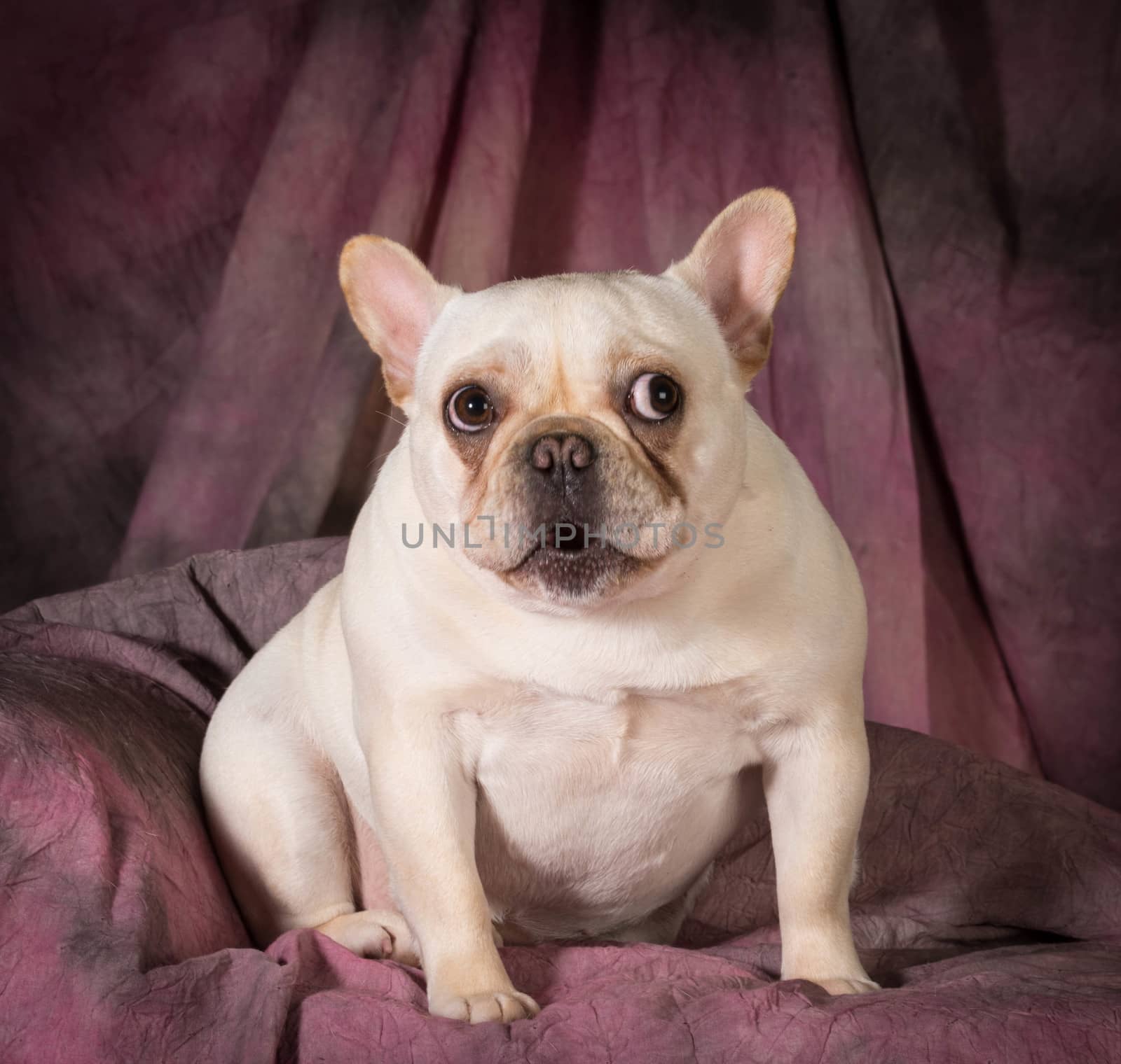french bulldog with silly expression on purple background