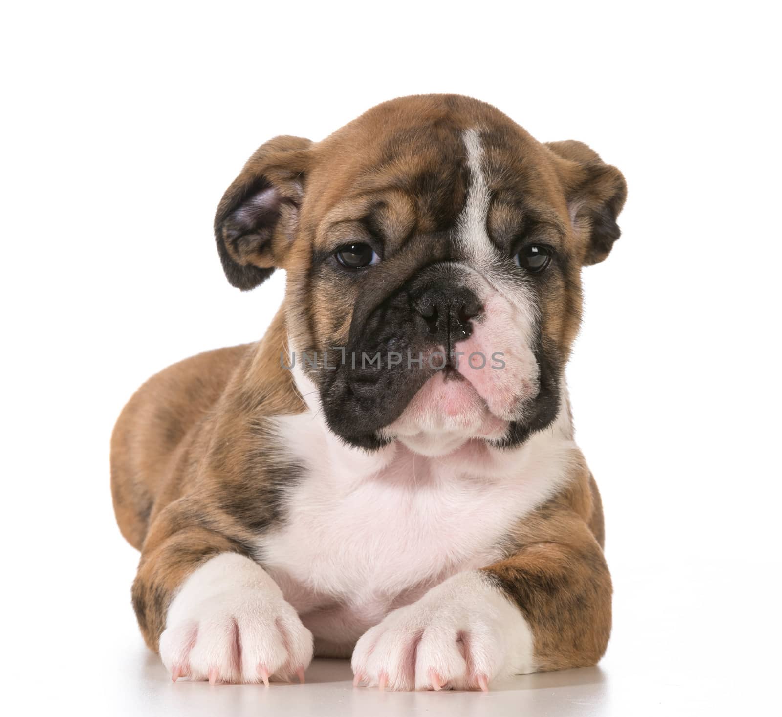 bulldog puppy female 8 weeks old isolated on white background