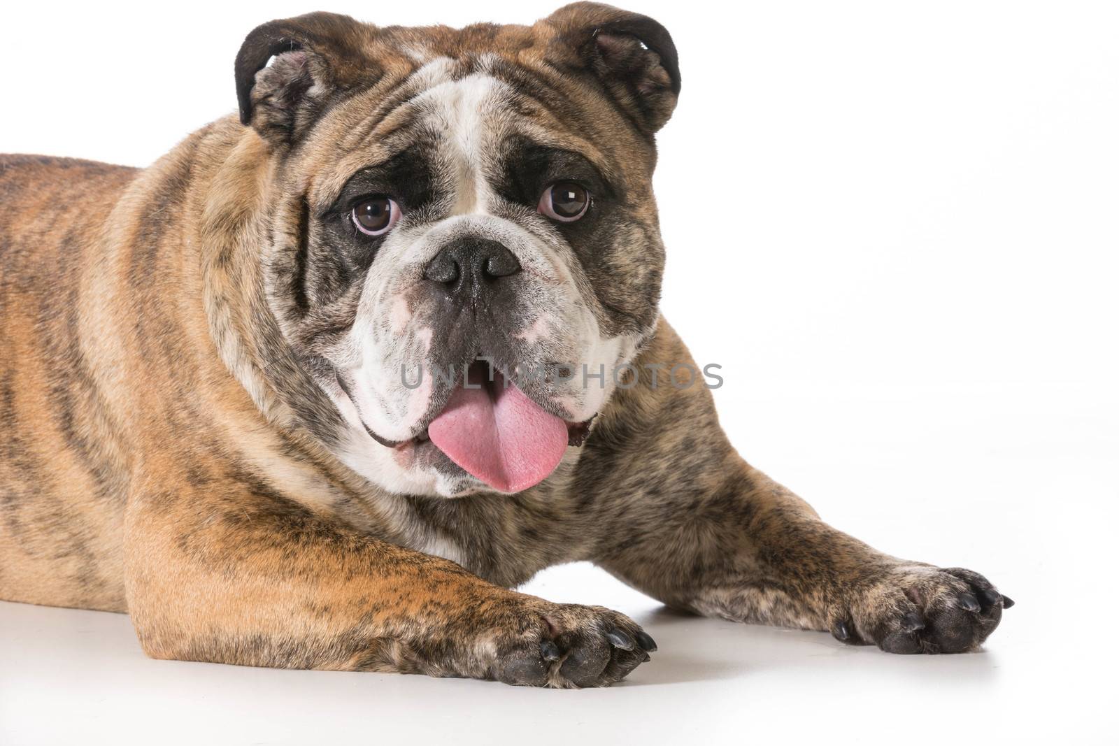 english bulldog laying down looking at viewer isolated on white background- 2 year old brindle male