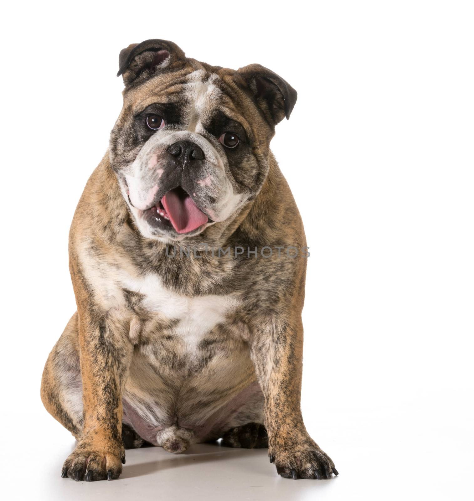 happy dog - two year old brindle english bulldog looking at viewer isolated on white background